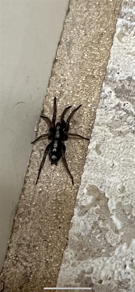 Se Wisconsin R Spiders