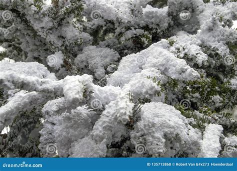 Fake Snow on a Christmas Tree at Amsterdam the Netherlands 2018 Stock Photo - Image of ...