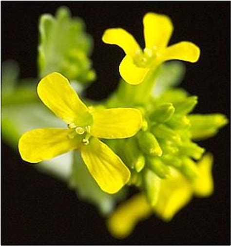 Cream And Green Winter Cress 15 Seeds Herb Hirts Gardens