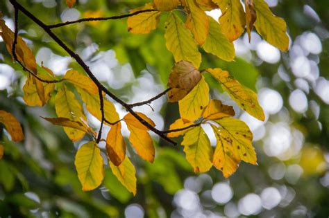 Fond D Cran Lumi Re Du Soleil La Nature Branche Vert Jaune