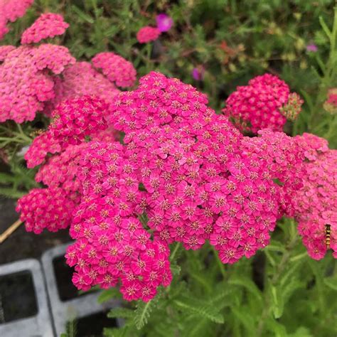 Achillea Pretty Belinda Le Châtel Des Vivaces