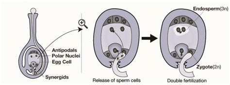 Double Fertilization Diagram - CBSE Class Notes Online - Classnotes123