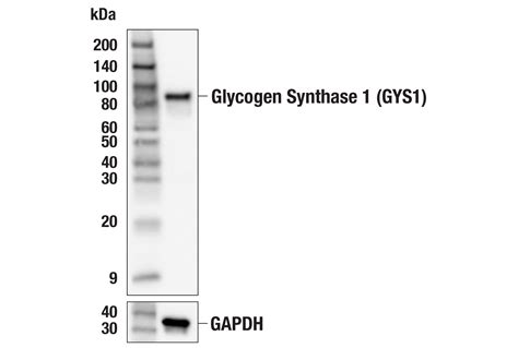 Glycogen Synthase Gys F L X Rabbit Mab Cell Signaling Technology