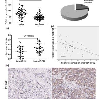 The Inverse Correlation Between Mir And Mfn Expression In