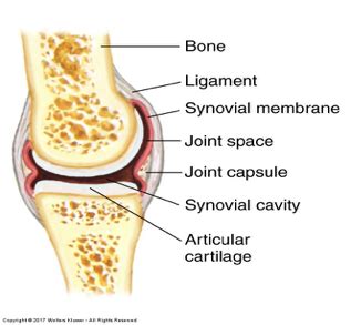 Physical Assessment Midterm Flashcards Quizlet