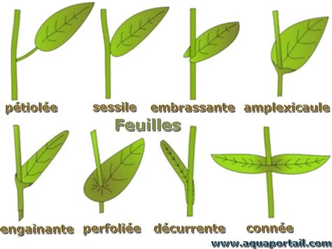 Pétiole : définition et explications