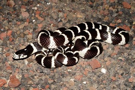 Lampropeltis getula - Alchetron, The Free Social Encyclopedia