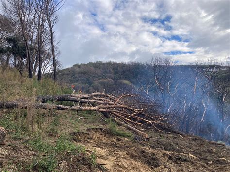 Dall Aspromonte A Catanzaro La Pineta Di Siano Riprende Vita Dopo Gli