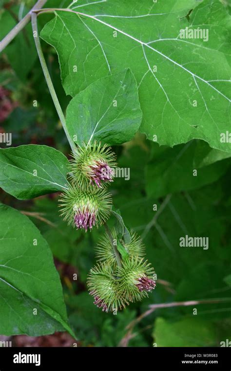 Greater Burdock Arctium Lappa Flowering Germany Stock Photo Alamy