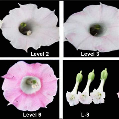 The coloring levels for flowers. The flower color was evaluated by eye ...