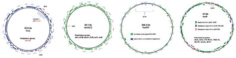 Microbial Whole Genome Sequencing Pacbio