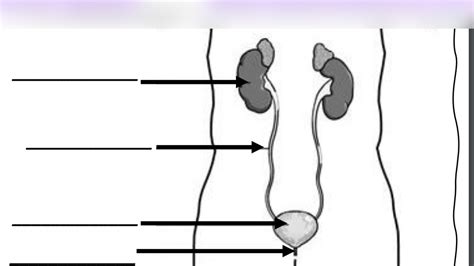 Body Systems Excretory System Diagram Quizlet