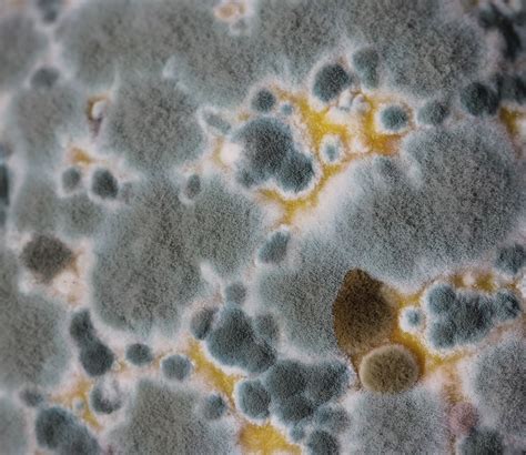 What is Mold?
