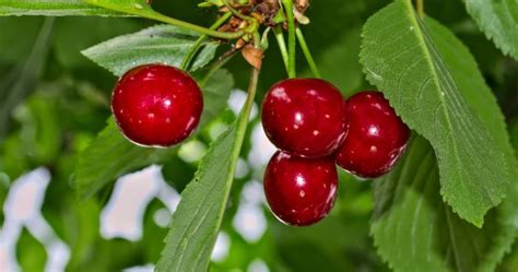 28 Sweet Cherry Tree Varieties - ProGardenTips