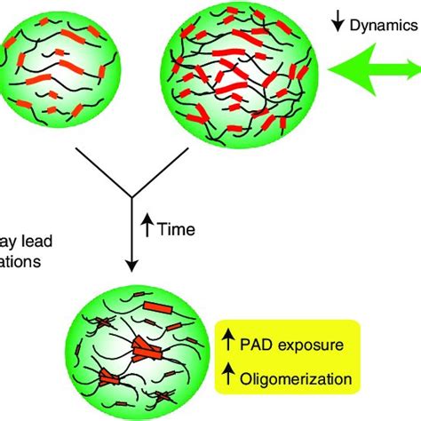 Liquid Droplet Like Properties Of Phase Separated Tau Structures A