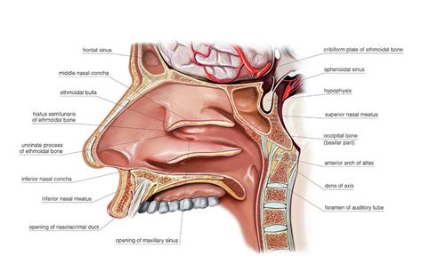 Paranasal Sinuses Photograph By Asklepios Medical Atlas Off