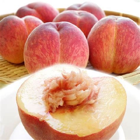 Japanese Misaka Sakura White Peach Daitouryou Grade X Large Momobud