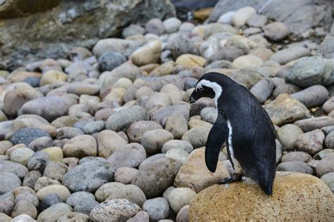 African Penguin Spheniscus Demersus Bird in Natural Habitat Land Stock ...