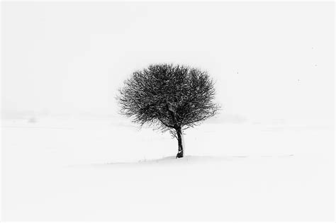 Tree Minimal Nature Minimalism Natural Green Trees Landscape