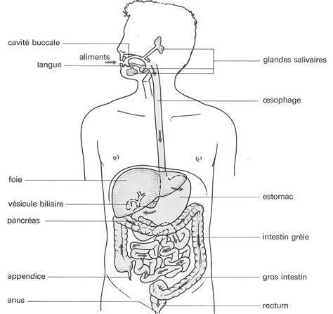 Sciences De La Vie Et De La Terre Huahine L Appareil Digestif