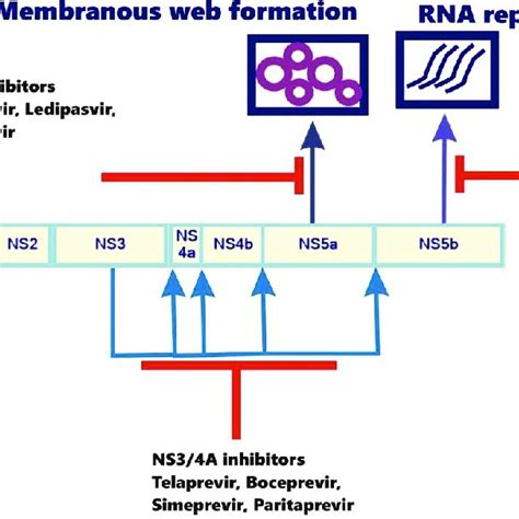 Membrane topology of NS3-4A and positions of mutations that confer ... 