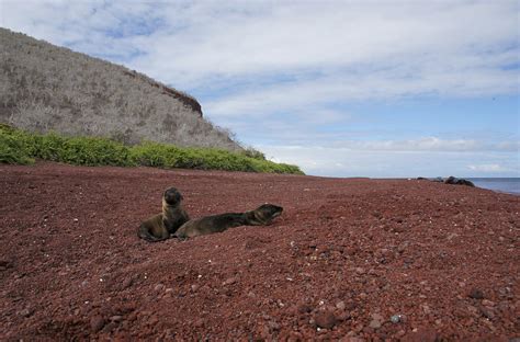 Sea Lion Pups on the Beach Photograph by Brian Kamprath - Pixels