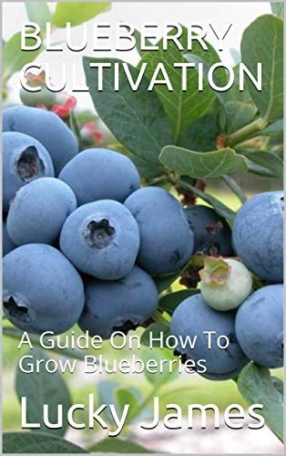 Blueberry Cultivation A Guide On How To Grow Blueberries By Lucky