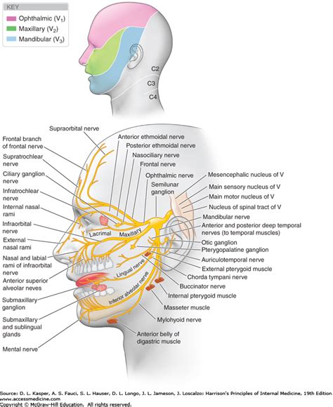 Trigeminal Nerve Anatomy Anatomy Reading Source