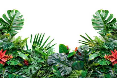 Lush Tropical Jungle Foliage Png