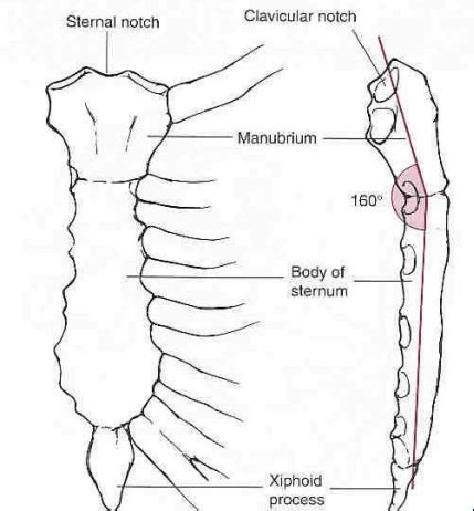 Kinesiology Exam Thoracic Spine And Tmj Flashcards Quizlet