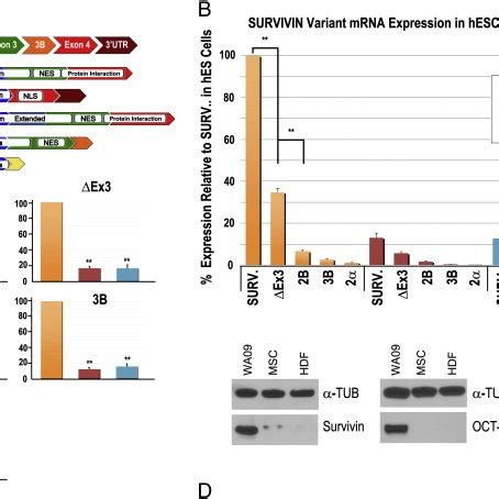 Characterization Of SURVIVIN Splice Variant Expression In Human