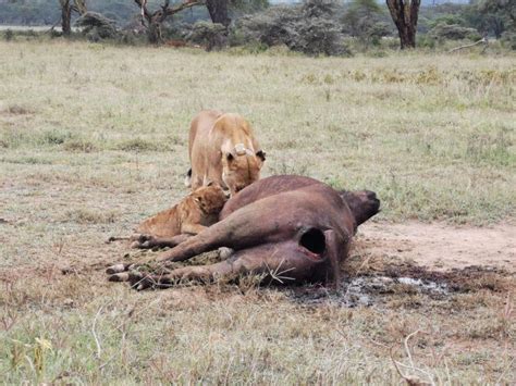 Amboseli National Park Tagestour Von Nairobi Aus Getyourguide