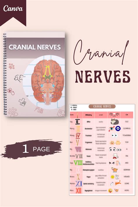 Cranial Nerves Notes Cranial Nerves Drawing Vet Aesthetic Study Vet