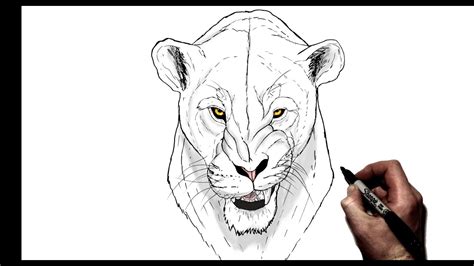 How To Draw A Snarling Lioness Step By Step YouTube