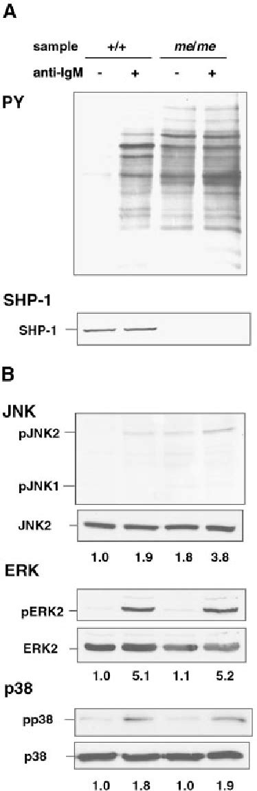 PDF Terminal2 And Activation Of C Jun NH Nck Association Of B Cell