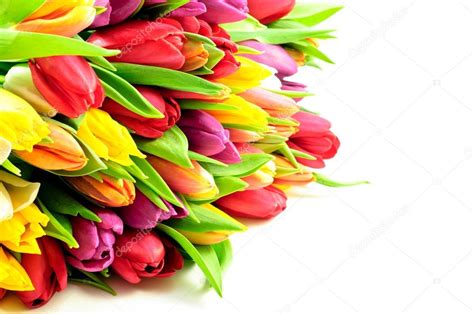 Tulips Mix Rainbow Colours on Left White Background Flat — Stock Photo © ErwinPlug #21529685