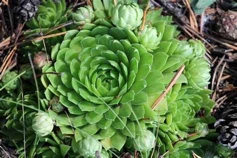 Growing Hens And Chicks How To Care For Sempervivum Plants