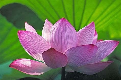 junletow: Buddha Lotus Flower