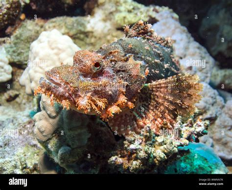 Scorpionfish Egypt Hi Res Stock Photography And Images Alamy