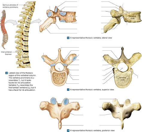 Diagram Of Thoracic Vertebrae