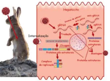 Fisiopatologia Doen A Hemorr Gica Viral Do Coelho