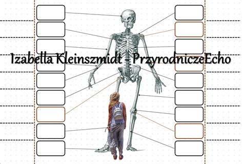 Notatka Okienkowa Szkielet Cz Owieka Wykonana W Power Point Do