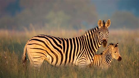 Burchell S Zebra Mother And Foal Rietvlei Nature Reserve South Africa