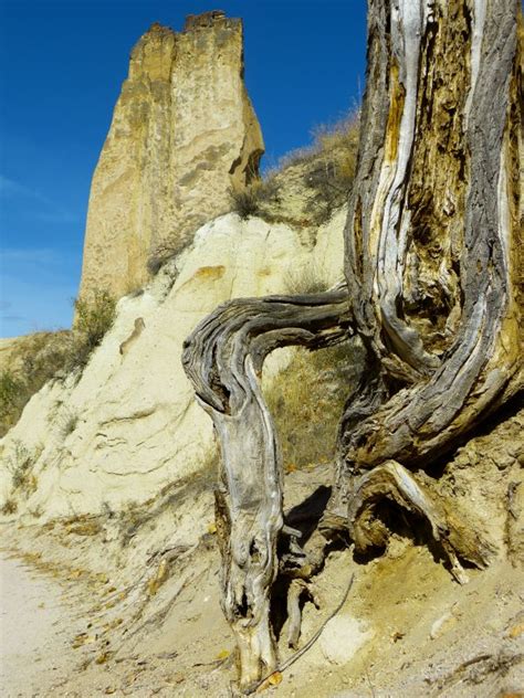 Free Images Root Rock Wood Formation Tree Bedrock X