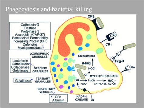 Phagocytosis and bacterial killing Diagram | Quizlet