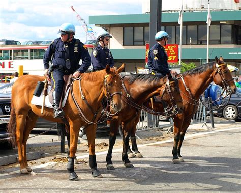 Pmu Nypd Mounted Police Officers On Horseback At 42nd Stre Flickr