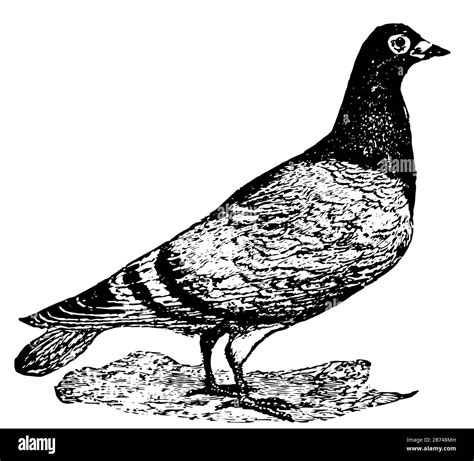 Carrier Pigeon Are Also Known As Homing Pigeons Vintage Line Drawing