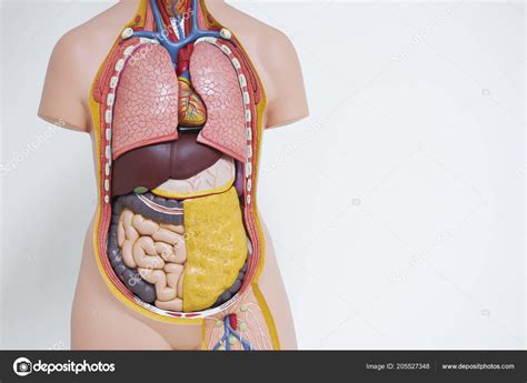 abdominal organs Diagram | Quizlet