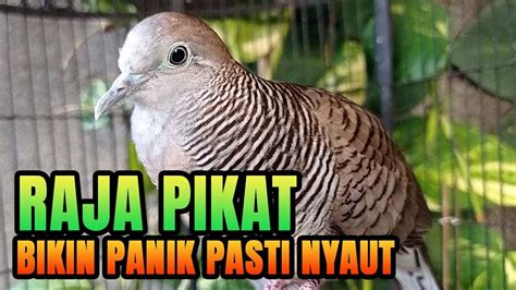 Pancingan Perkutut Lokal Gacor Bikin Emosi Untuk Pagi Hari Cocok Untuk