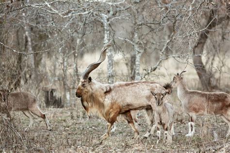 Markhor - Blackjack Breeders